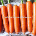 new fresh yellow carrot on hot sale